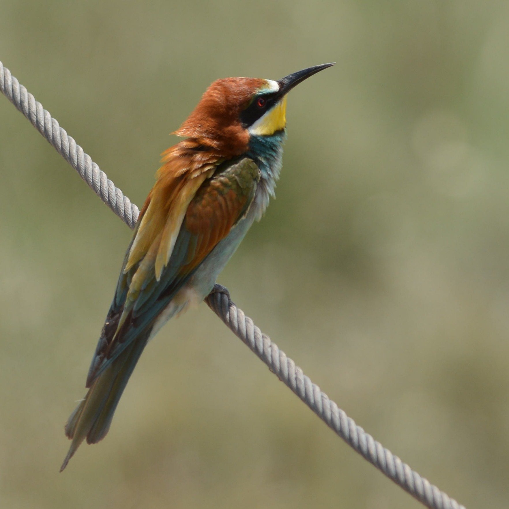 European bee-eater (Merops apiaster)